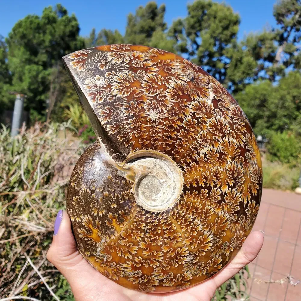 Large Cleoniceras Ammonite Masterfully Polished Fossil 1070 grams